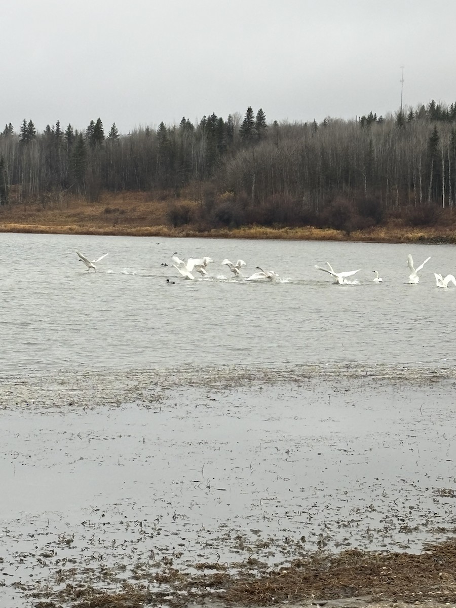 ברבור אמריקני - ML644709970