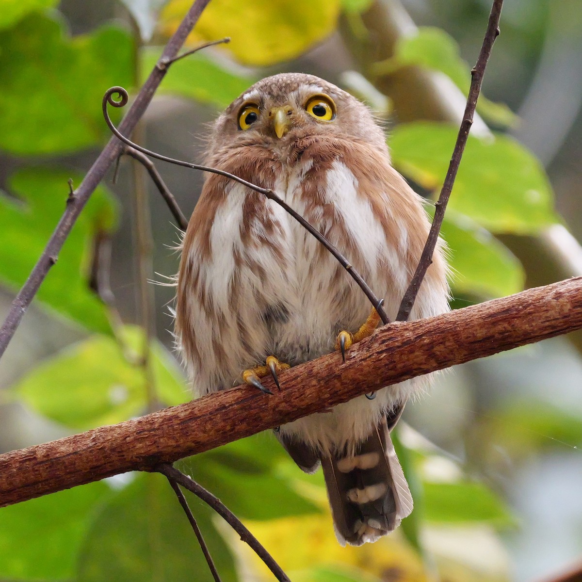 Least Pygmy-Owl - ML644709972