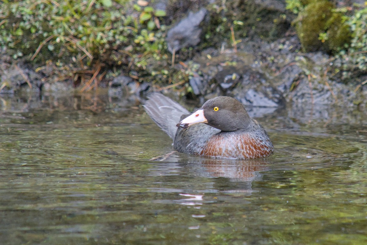 Blue Duck - ML644709973