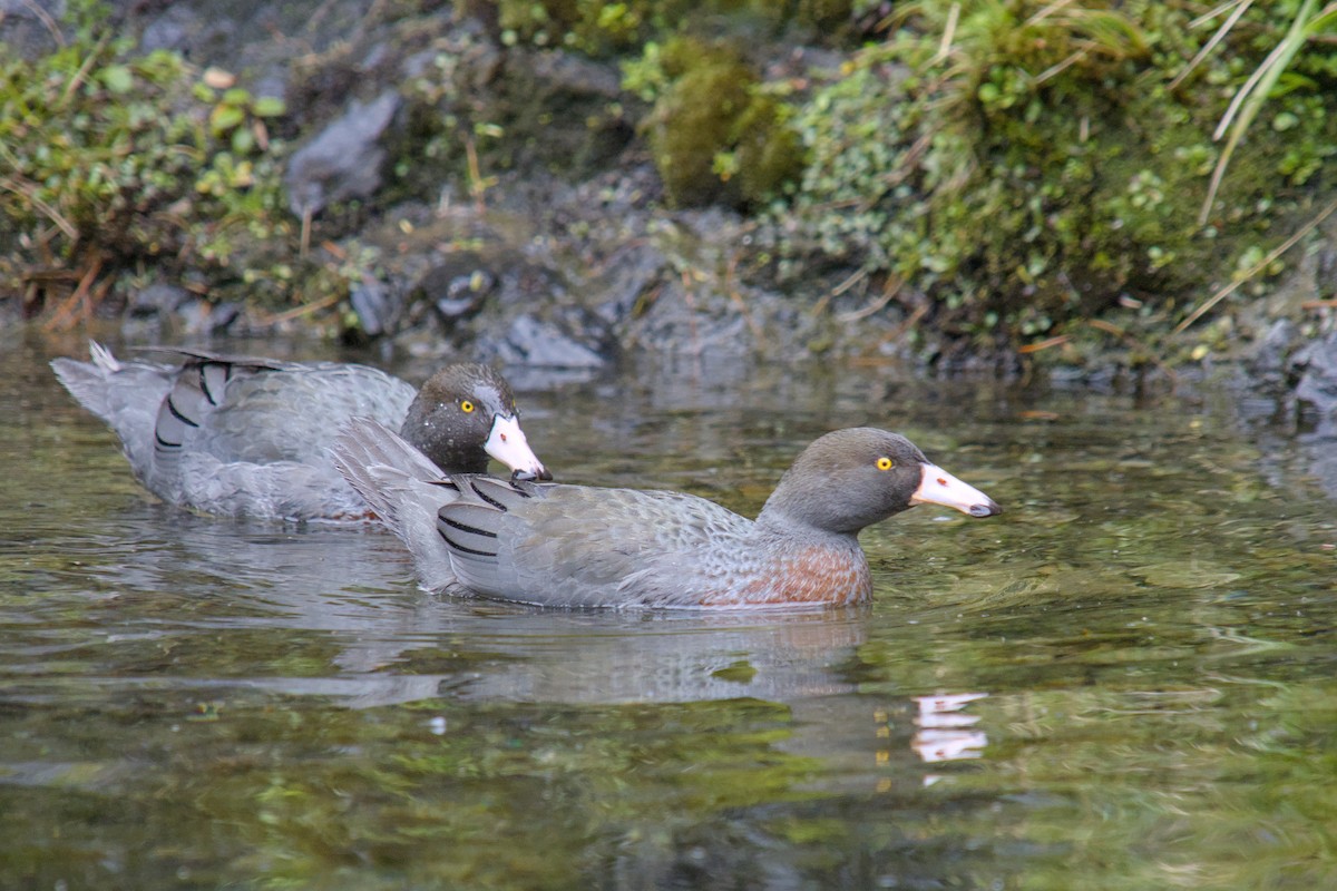 Blue Duck - ML644709981