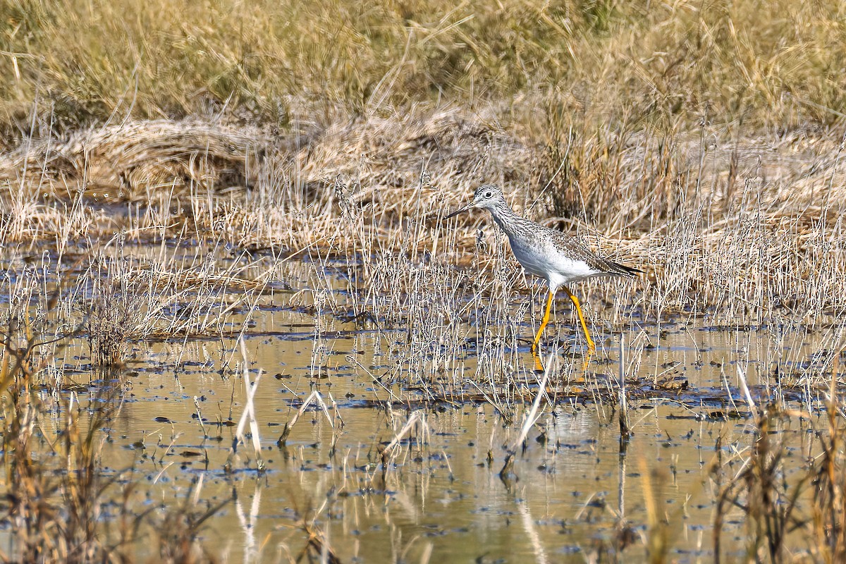 ביצנית עקודה - ML644709983
