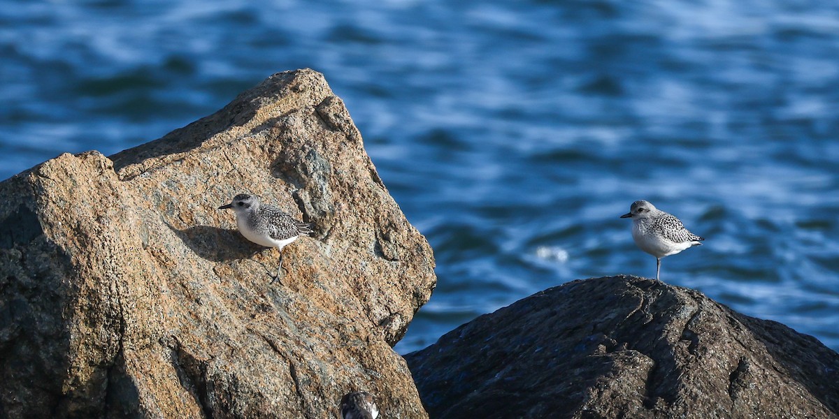 חופזי מנומר - ML644709990