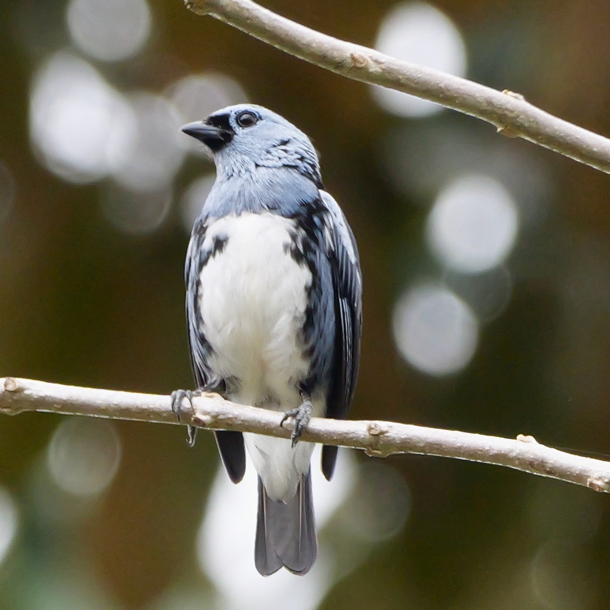 White-bellied Tanager - ML644709991