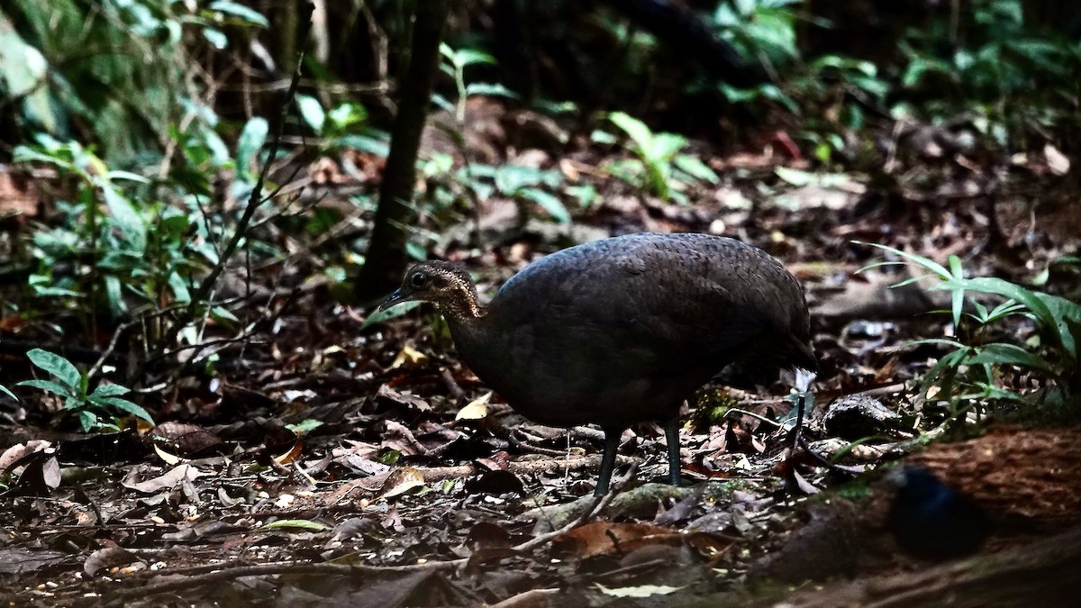 Solitary Tinamou - ML644709992
