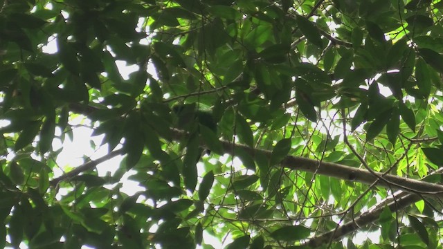 Green Broadbill - ML644709993