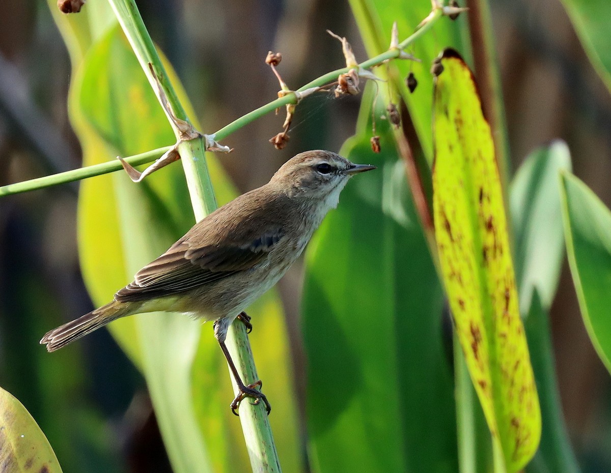 סבכון חום-כיפה - ML644709994