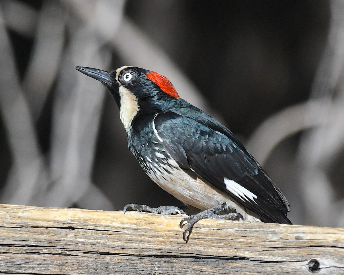 Acorn Woodpecker - ML644709996