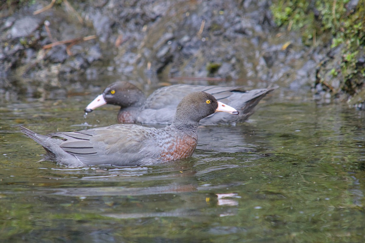 Blue Duck - ML644709997