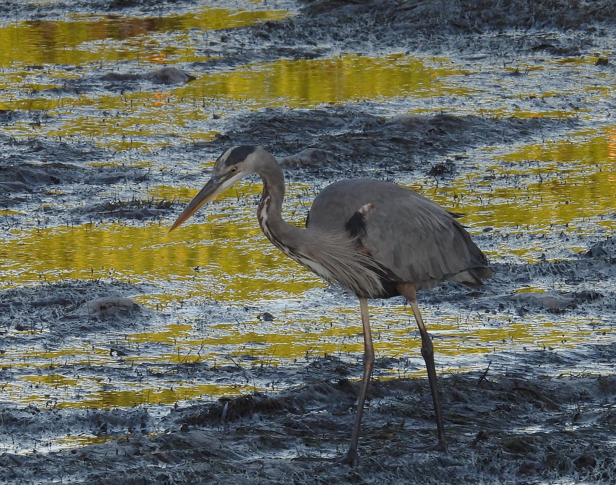 אנפה אמריקנית - ML644709998