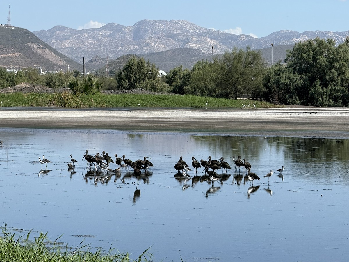 White-faced Ibis - ML644709999