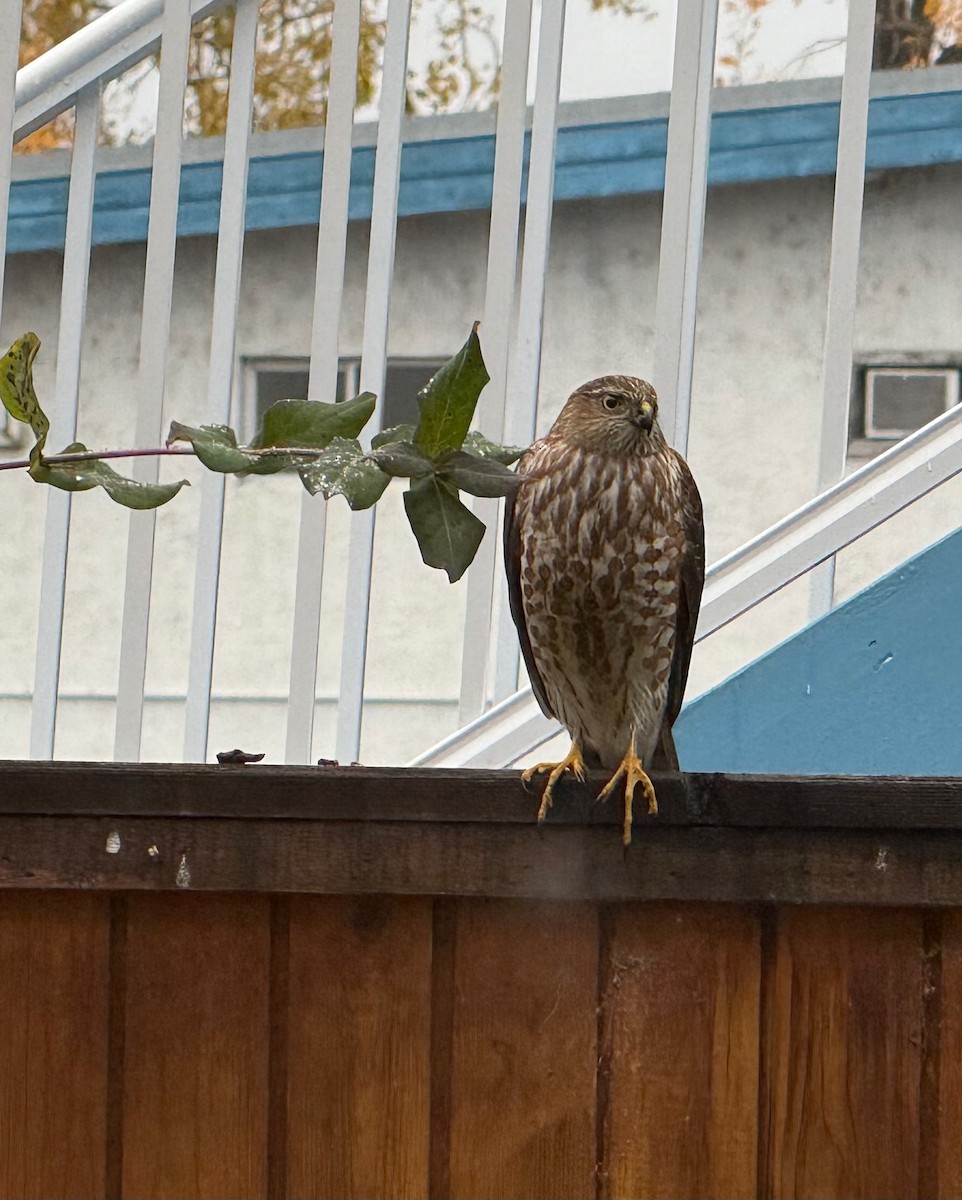 בז גמדי - ML644710000