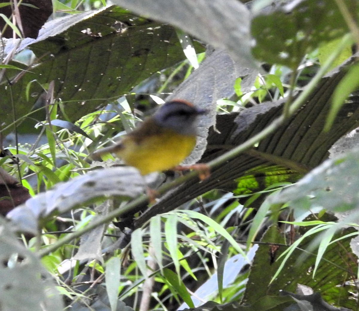 Russet-crowned Warbler - ML644710002