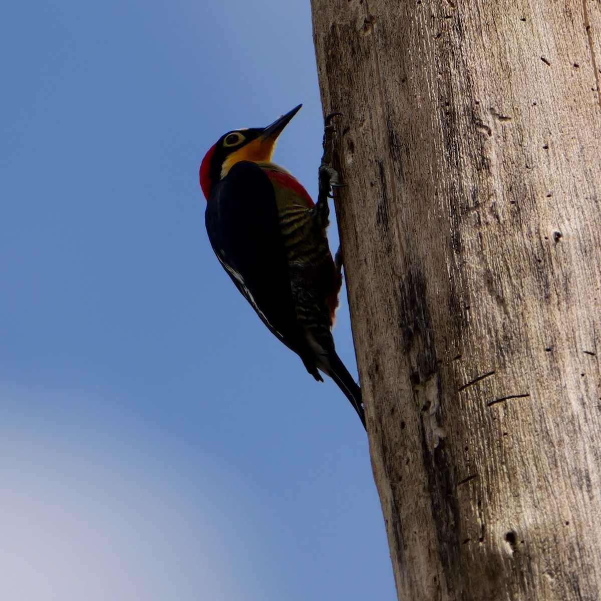 Yellow-fronted Woodpecker - ML644710003