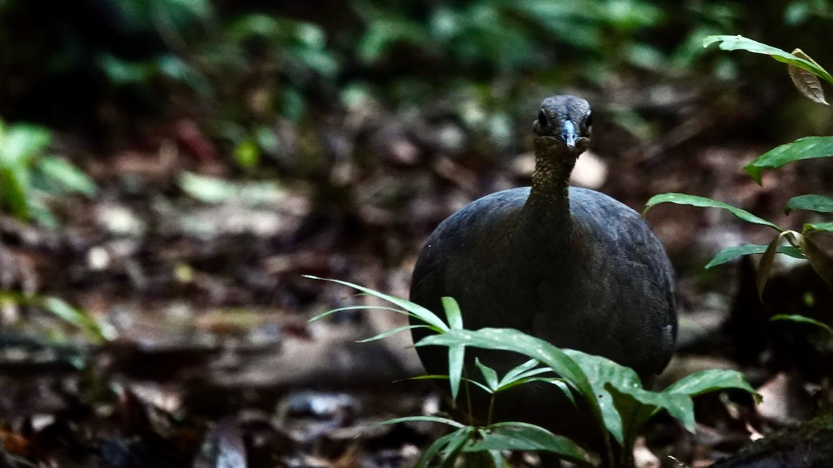 Solitary Tinamou - ML644710004