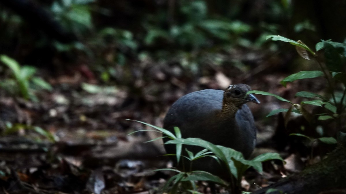 Solitary Tinamou - ML644710005