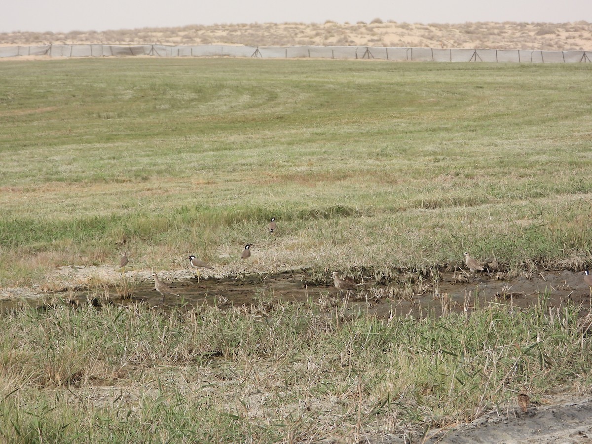 Pavoncella gregaria - ML644710006