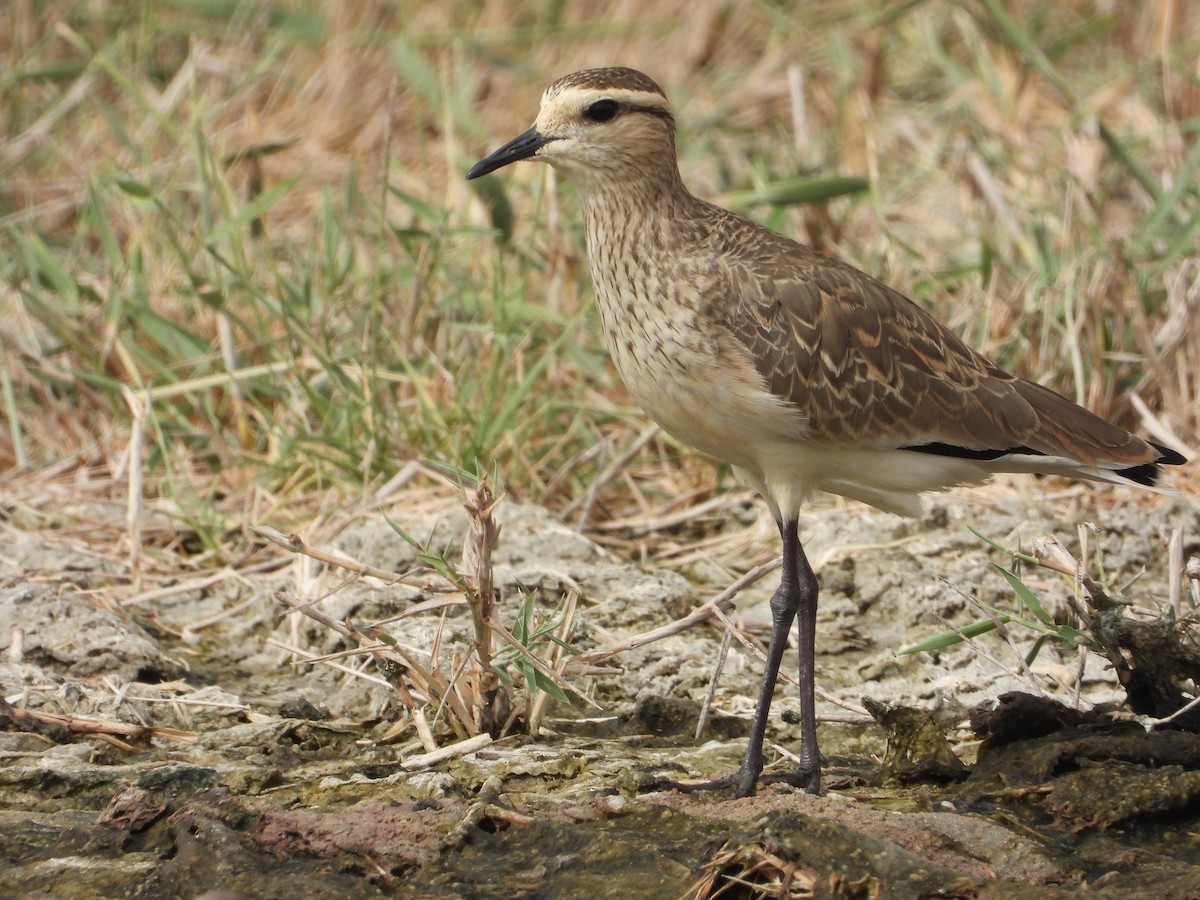 Pavoncella gregaria - ML644710007