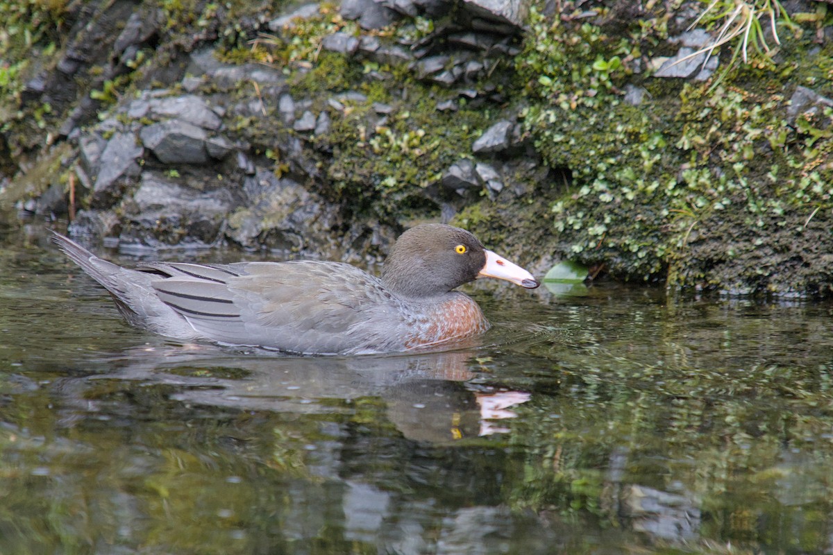 kaskadeand - ML644710008