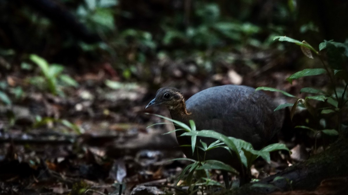 Solitary Tinamou - ML644710009