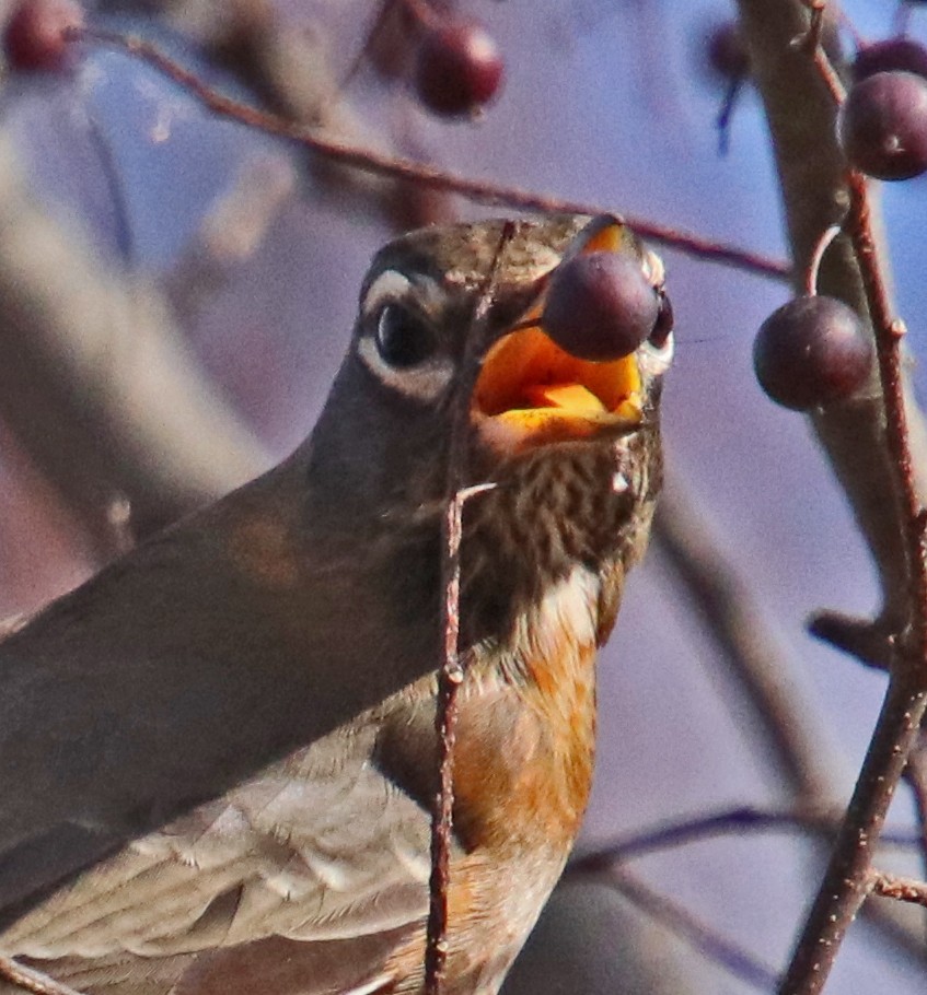 קיכלי נודד - ML644710014