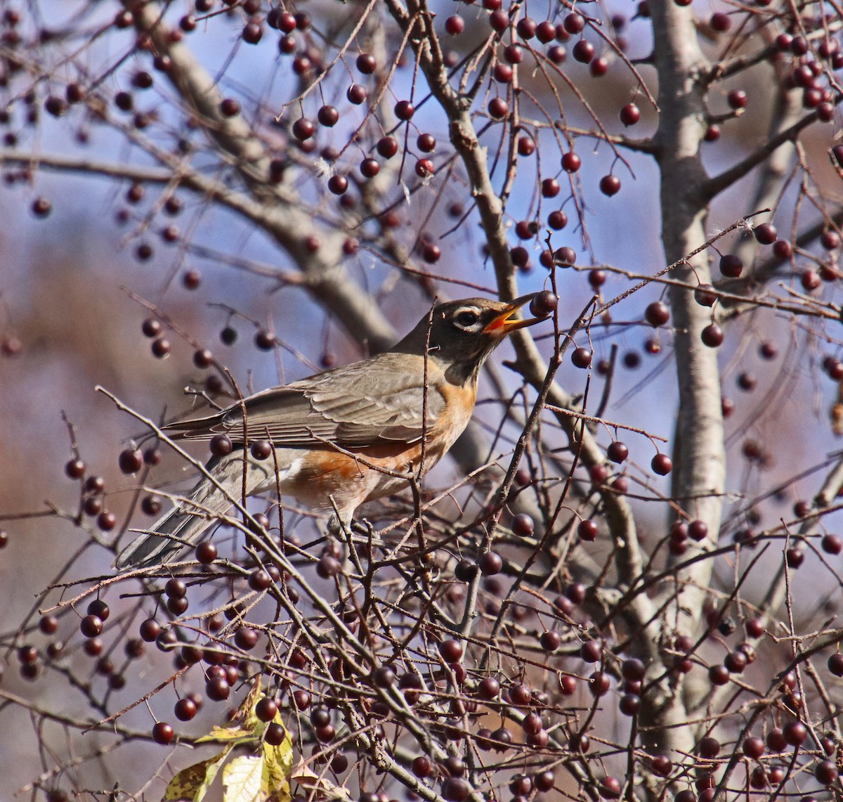 קיכלי נודד - ML644710015
