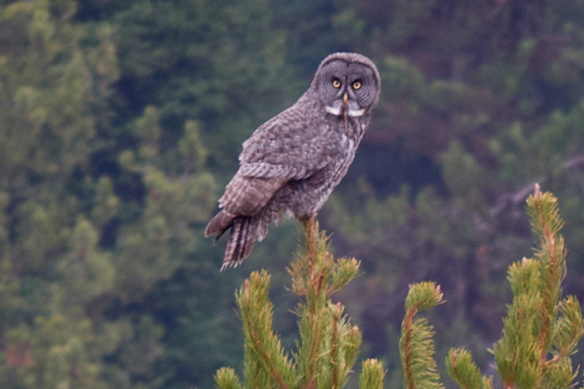 לילית אפורה - ML644710017