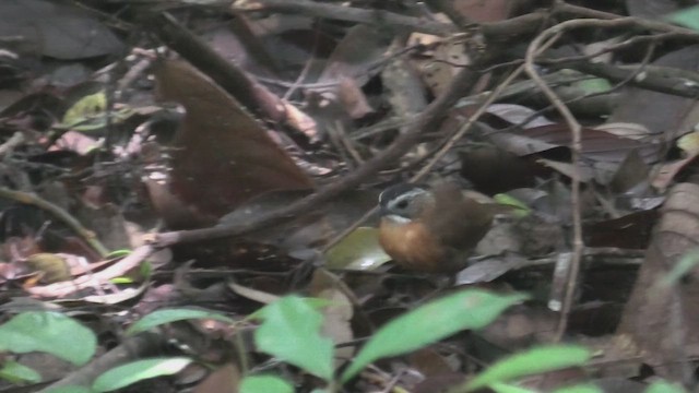 Malayan Black-capped Babbler - ML644710018