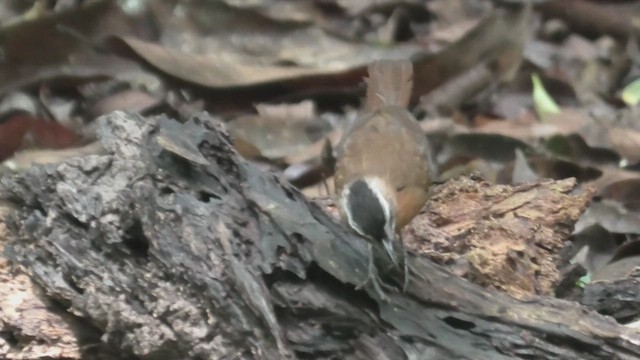 Malayan Black-capped Babbler - ML644710019