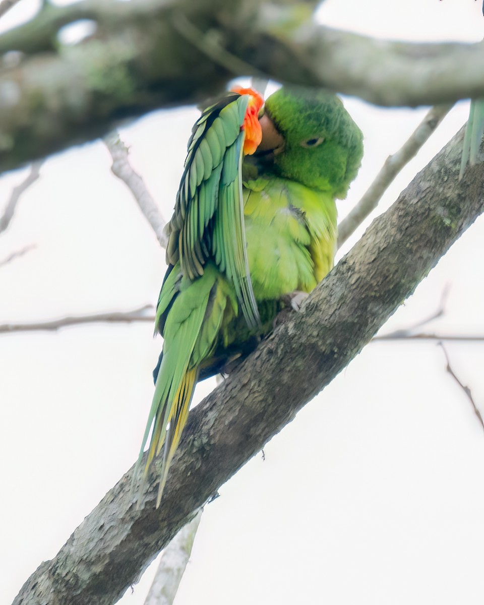 White-eyed Parakeet - ML644710020