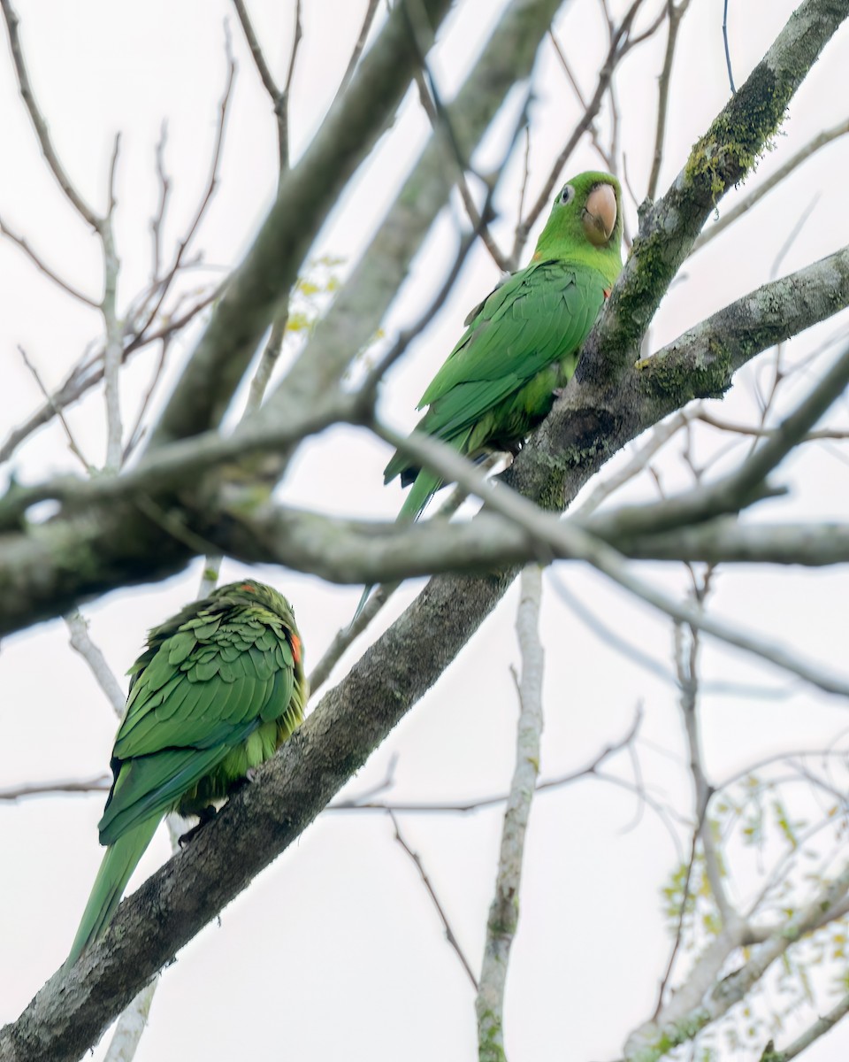 White-eyed Parakeet - ML644710021