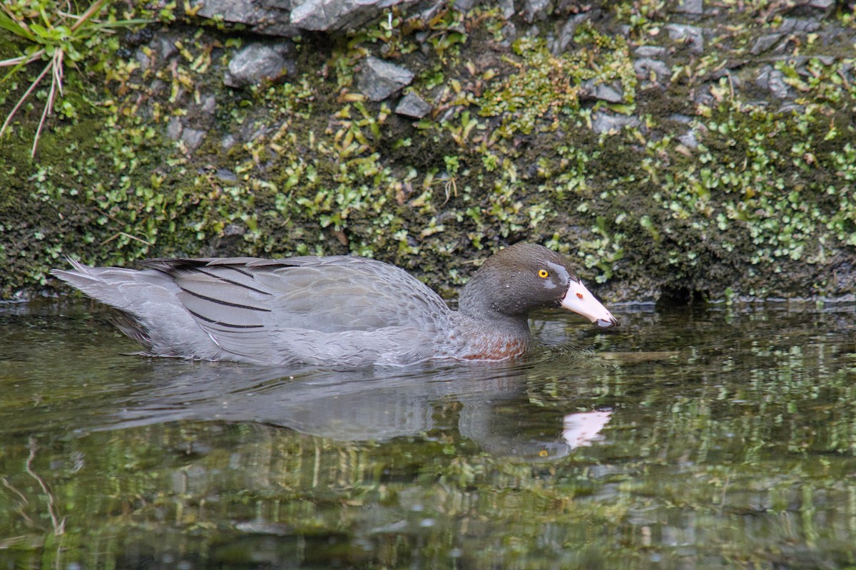 kaskadeand - ML644710022