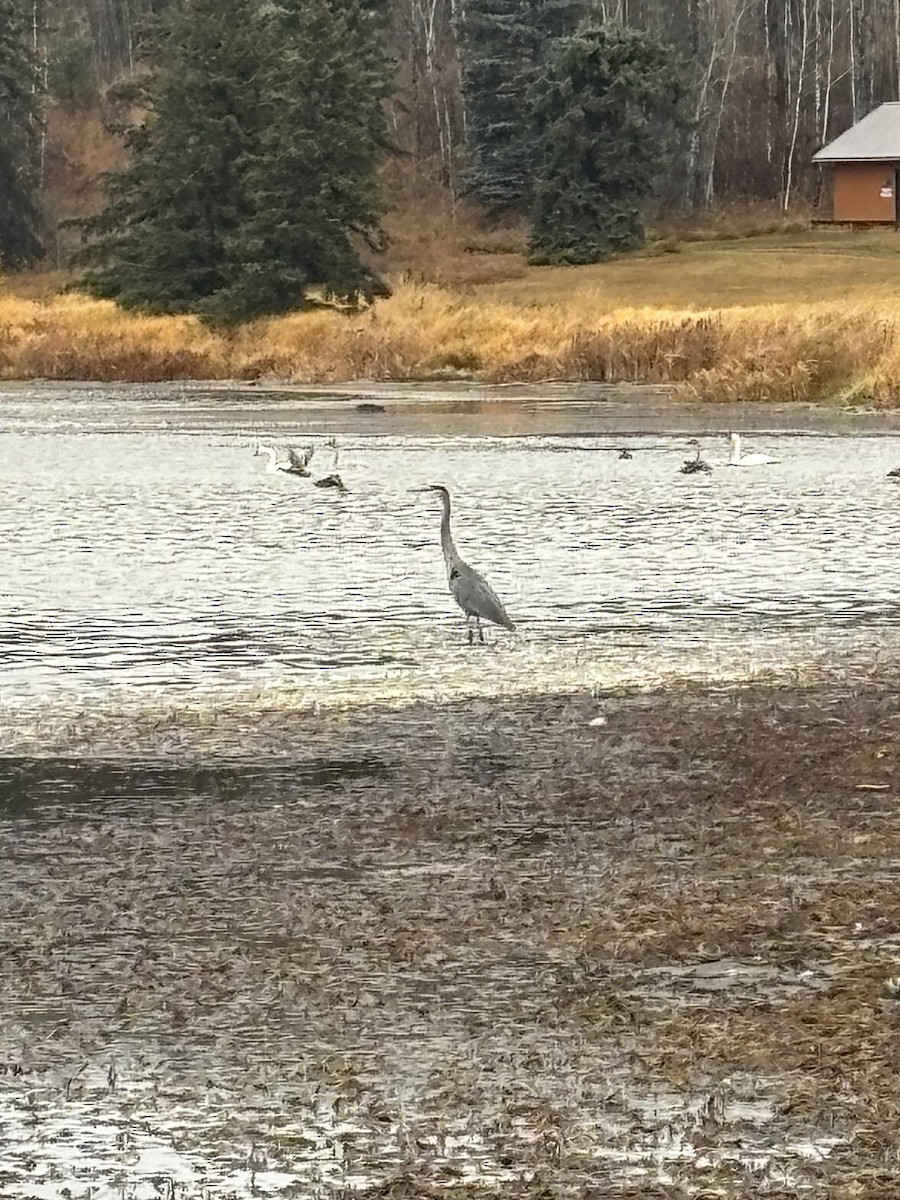 Great Blue Heron - ML644710024