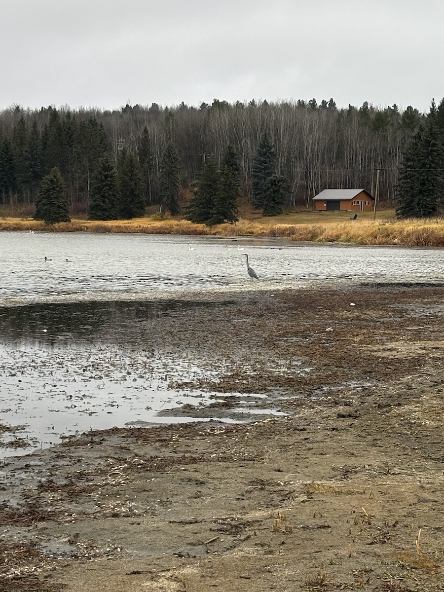 Great Blue Heron - ML644710026