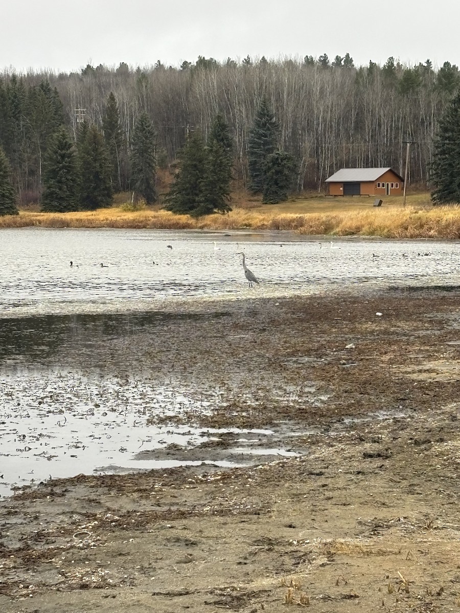 Great Blue Heron - ML644710027