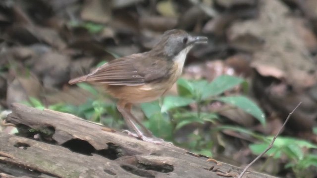 Short-tailed Babbler (Mourning) - ML644710030