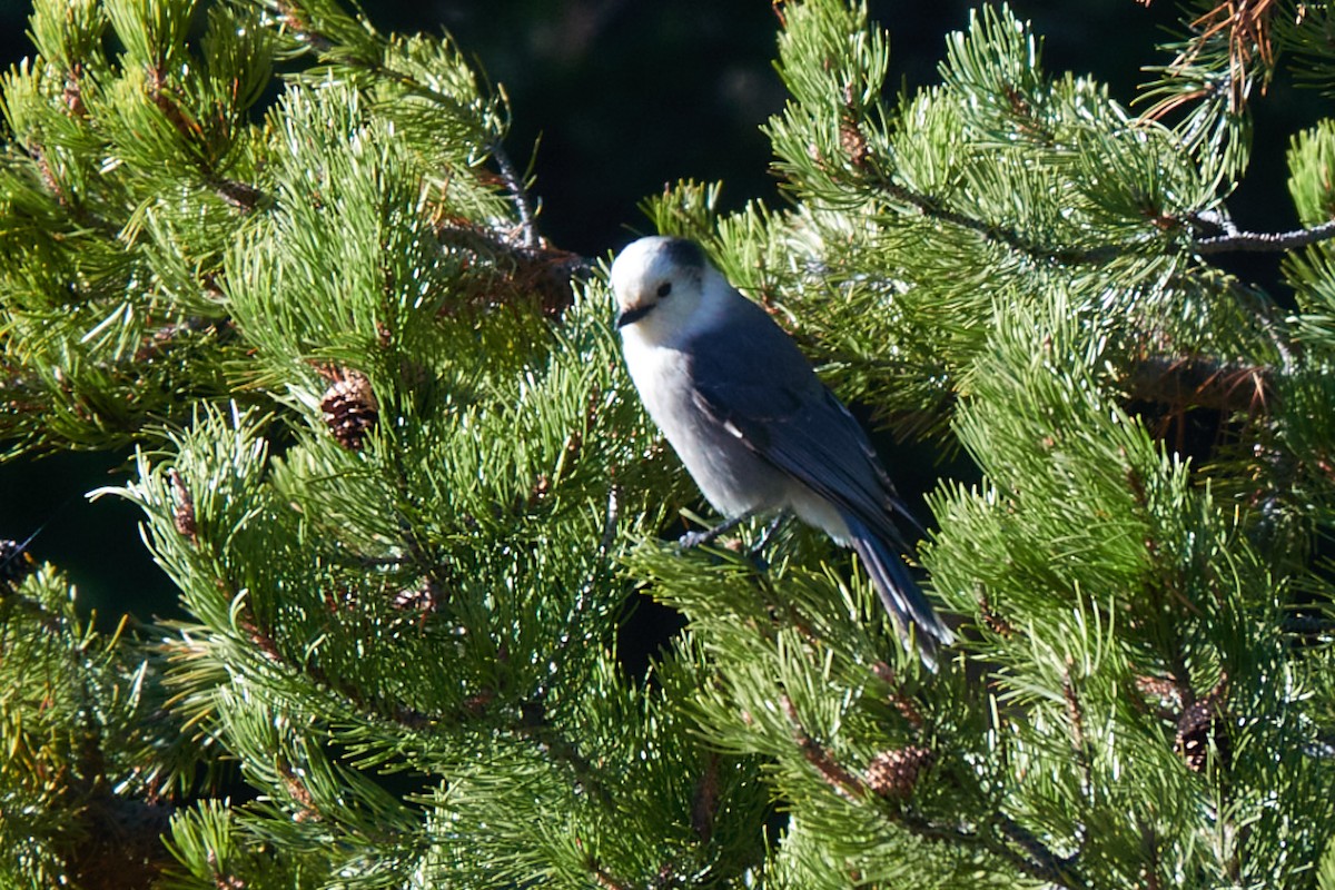 Canada Jay - ML644710031