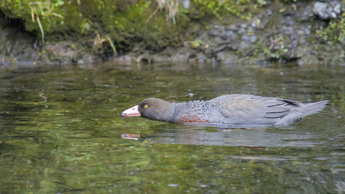 kaskadeand - ML644710033