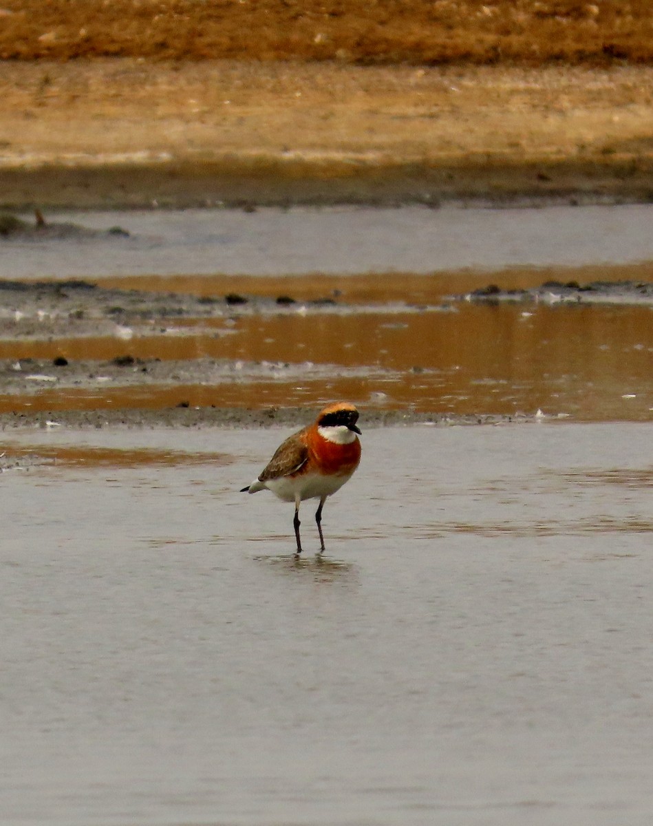 Chorlitejo Tibetano - ML644710037