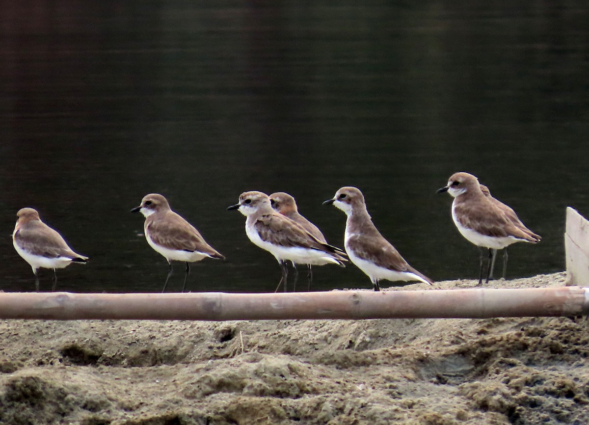Chorlitejo Tibetano - ML644710038