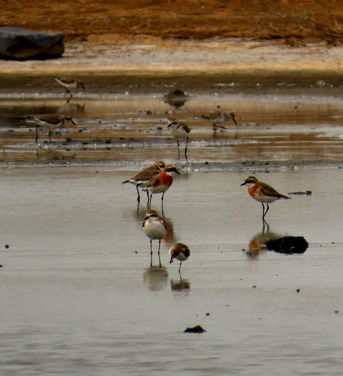 Chorlitejo Tibetano - ML644710040