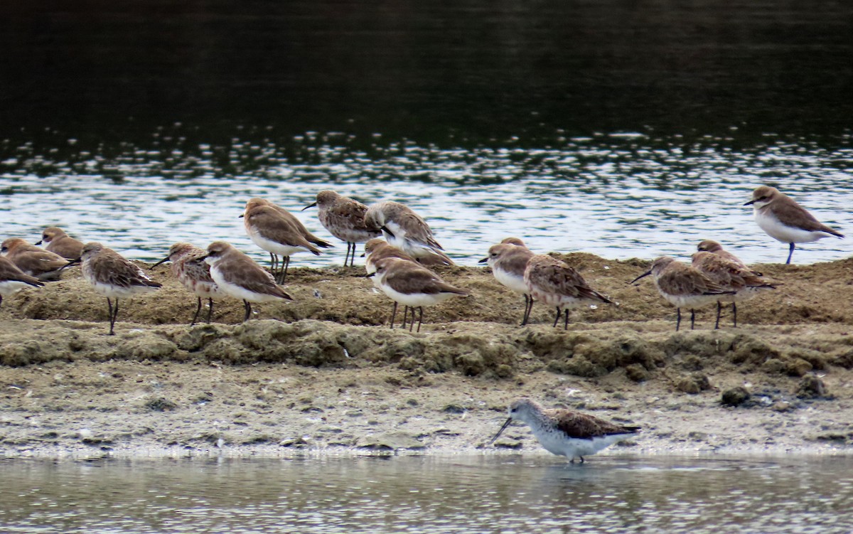 Chorlitejo Tibetano - ML644710042