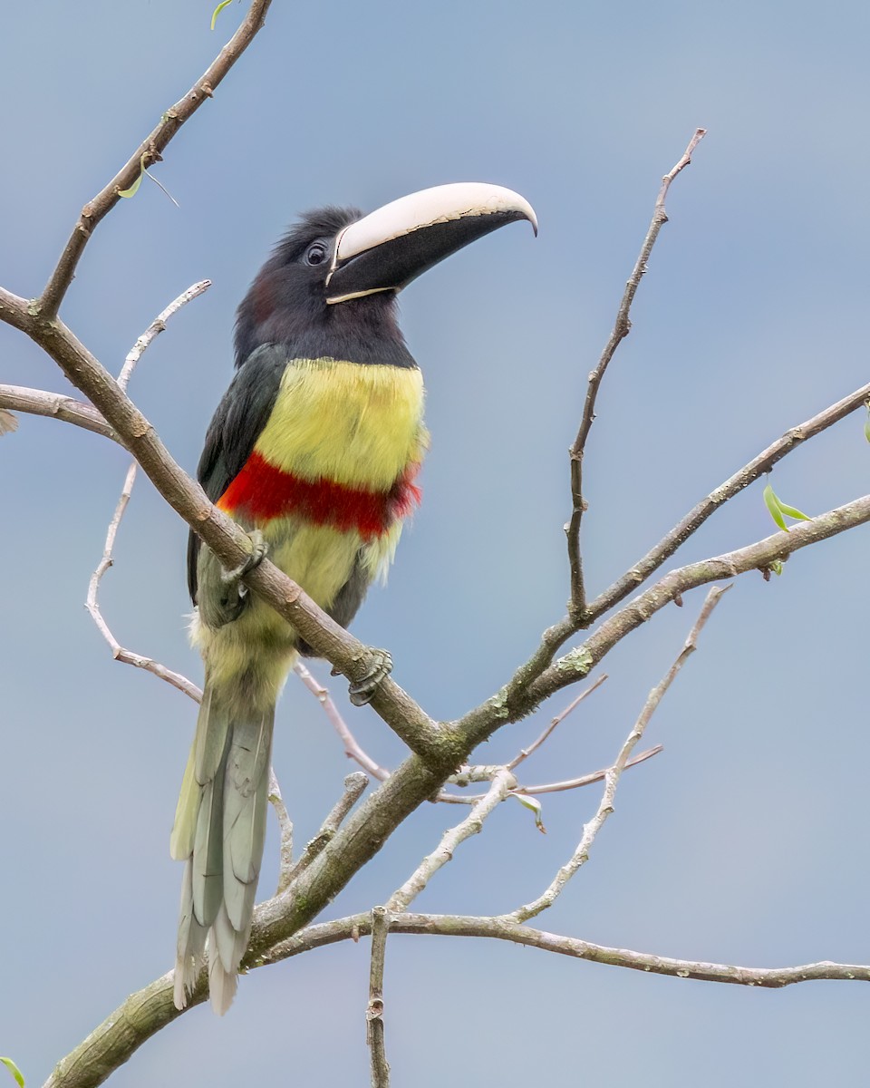 Black-necked Aracari - ML644710046
