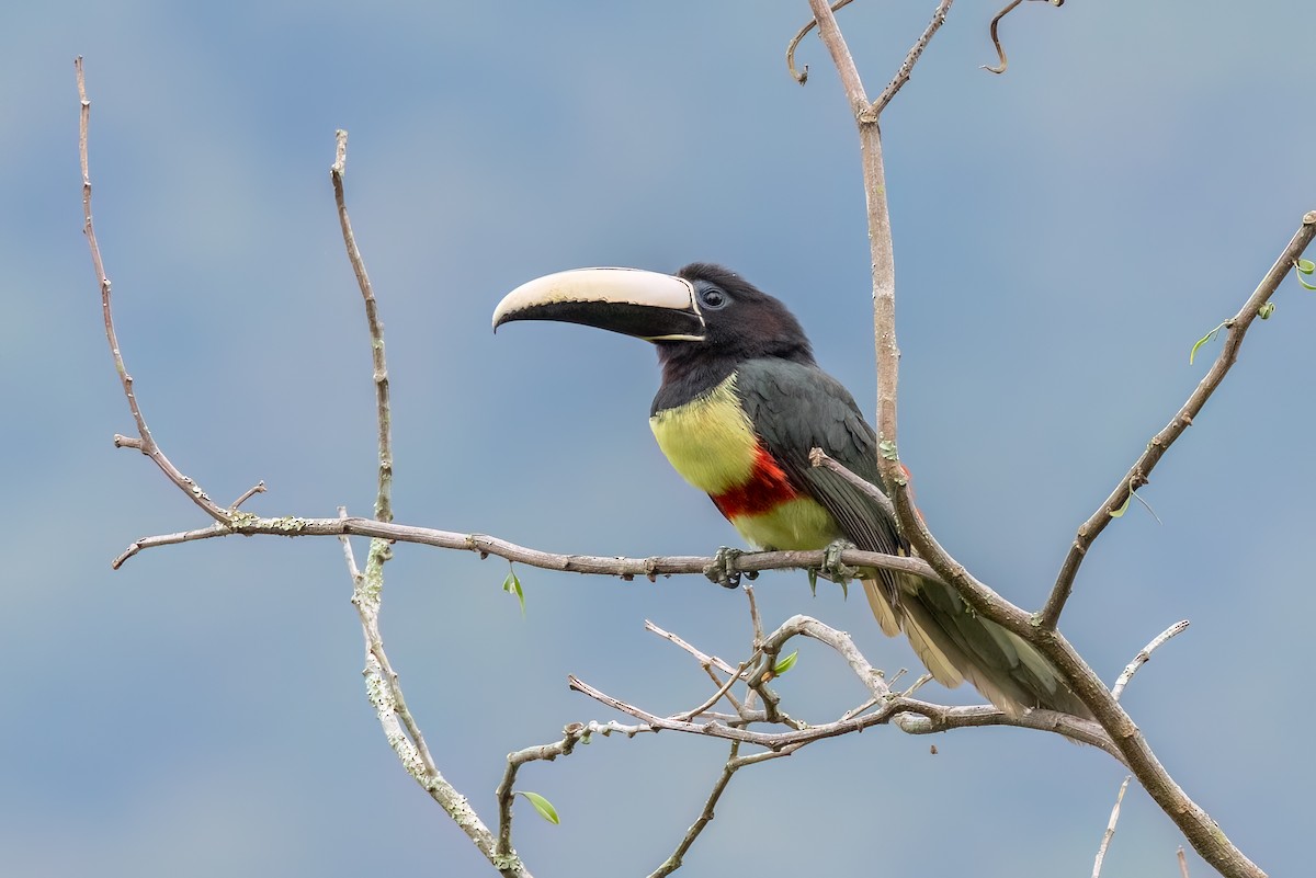 Black-necked Aracari - ML644710047