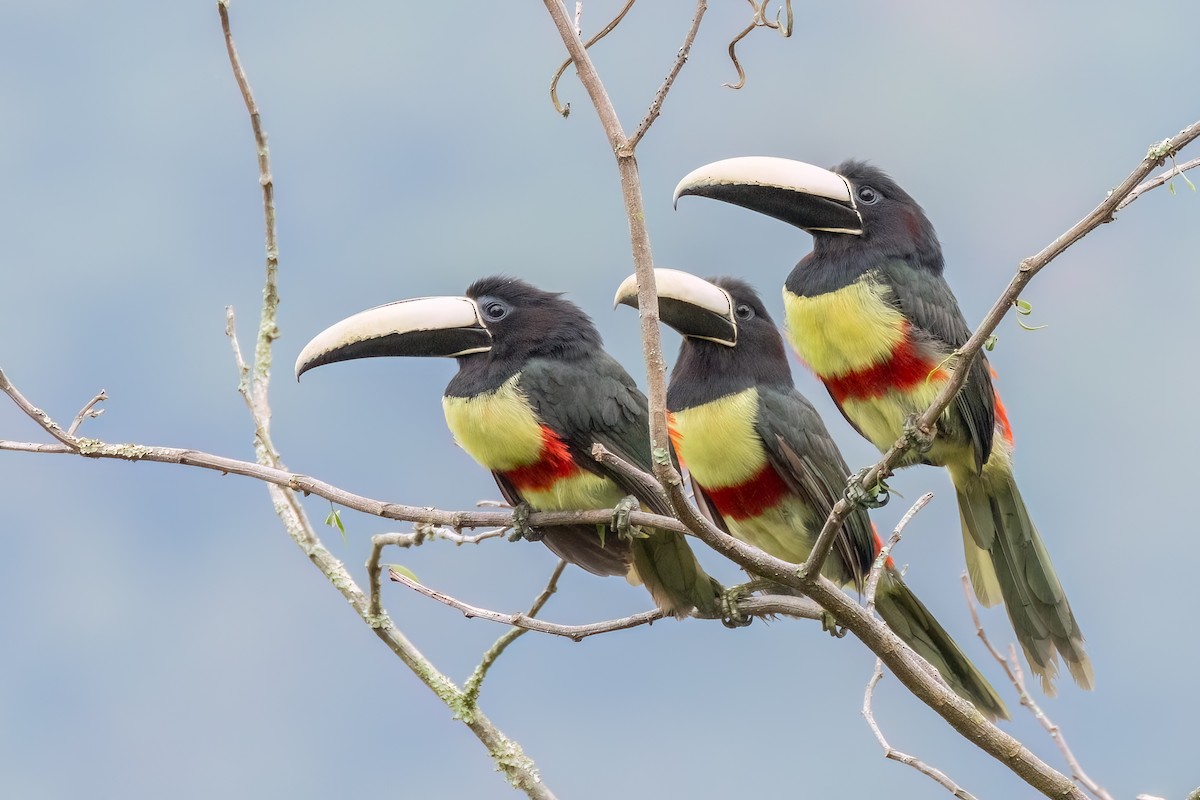 Black-necked Aracari - ML644710048