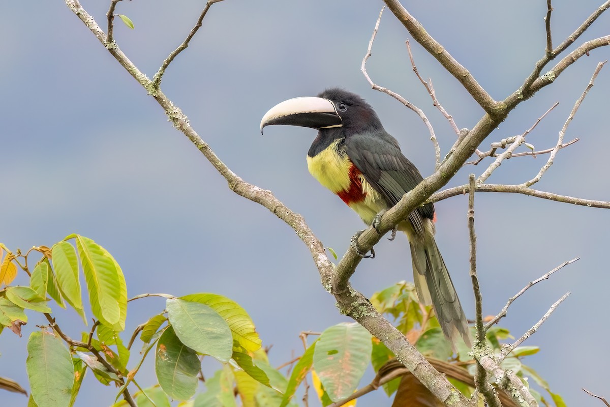 Black-necked Aracari - ML644710049