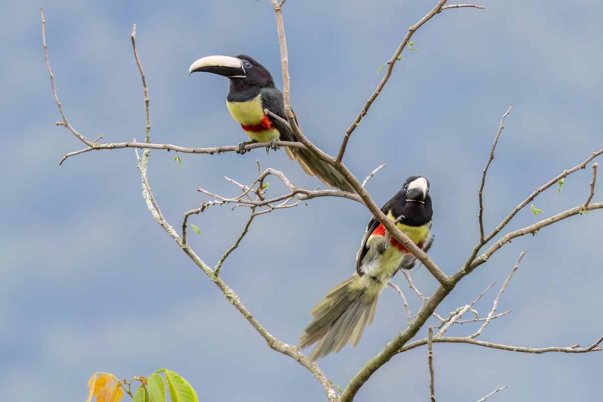 Black-necked Aracari - ML644710050