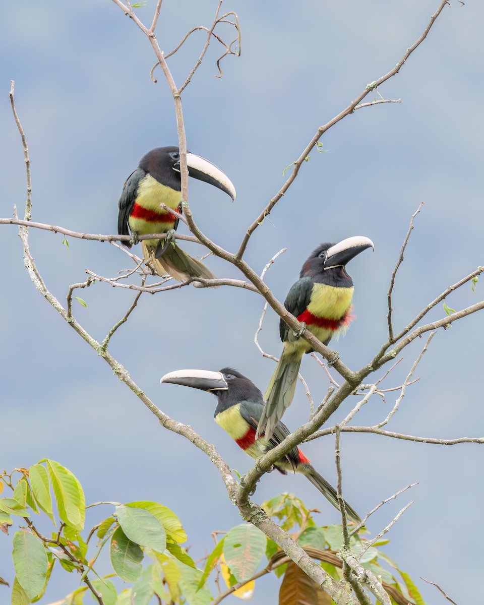 Black-necked Aracari - ML644710051