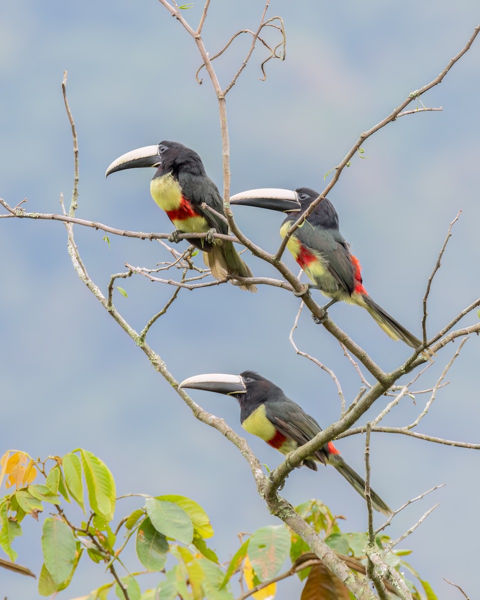 Black-necked Aracari - ML644710052