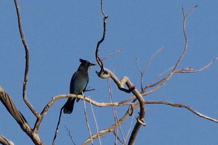 Steller Kargası - ML644710053