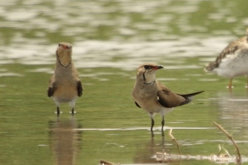 brakksvale - ML644710055